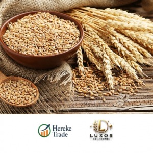 Wheat Grains